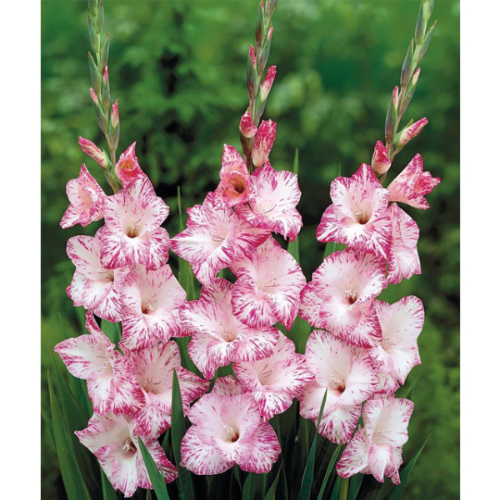 Picture of Gladiolus P My Love 8/1