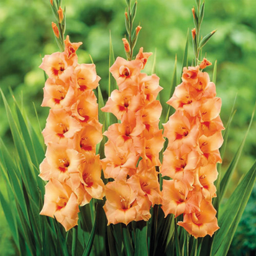 Picture of Gladiolus P Peter Pears 10 /1