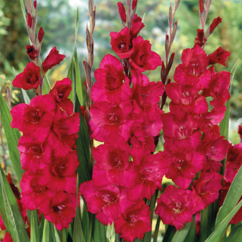 Picture of Gladiolus P Plumtart 10 /1
