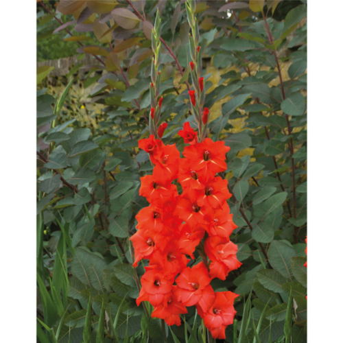 Picture of Gladiolus P Traderhorn 10 /1