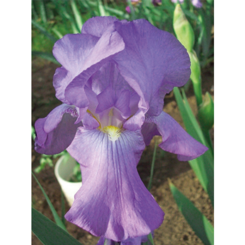 Picture of Iris P Germanica Violet 1/1
