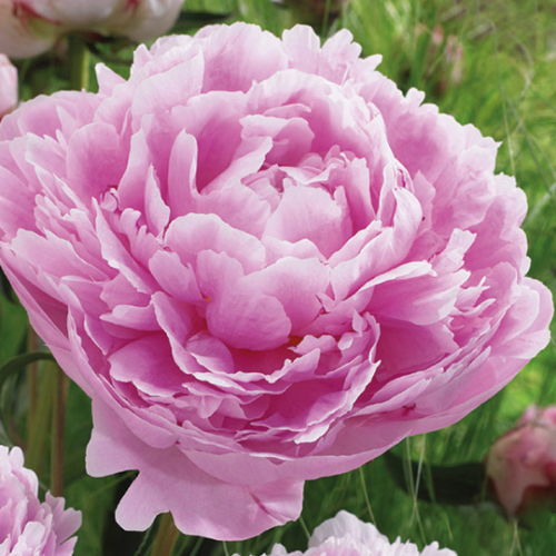 Picture of Paeonia Officinalis Pink božur 1/1
