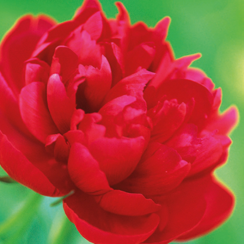 Picture of Paeonia Officinalis Red božur 1/1