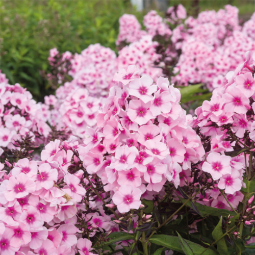 Picture of Phlox Bright Eyes 1/1
