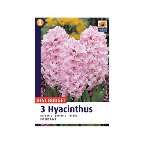Picture of Hyacinthus Fondant 3/1