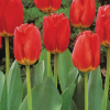 Picture of Tulipa Apeldoorn 5/1