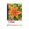 Picture of Lilium Orange 1/1