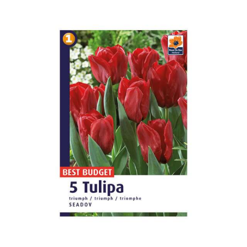 Picture of Tulipa Seadov 5/1