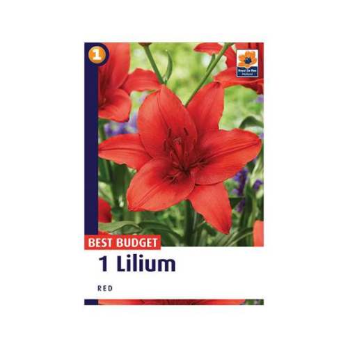 Picture of Lilium Red 1/1
