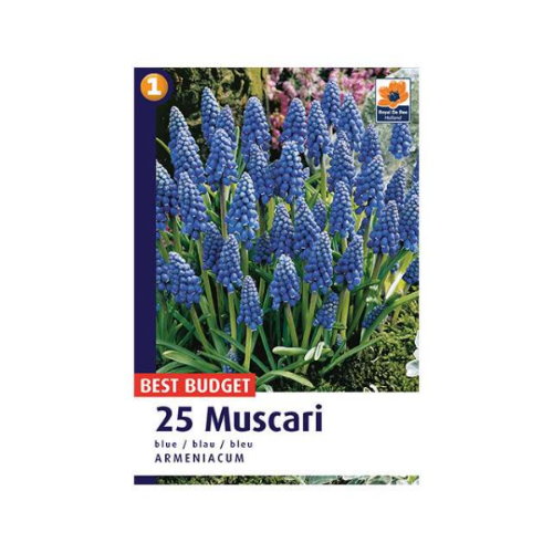 Picture of Muscari Armeniacum Blue 25/1